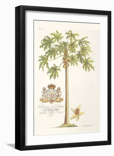 Papaya Tree-Porter Design-Framed Giclee Print