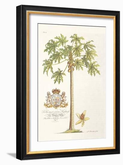 Papaya Tree-Porter Design-Framed Giclee Print