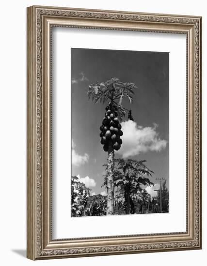 Papaya Tree-Evans-Framed Photographic Print