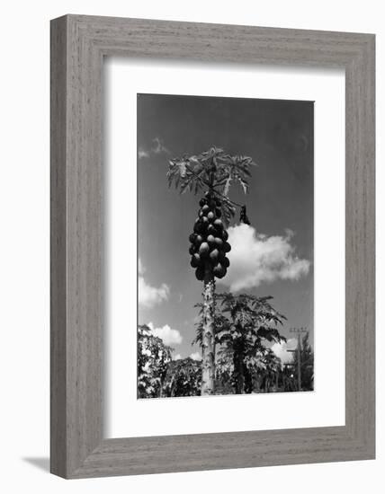 Papaya Tree-Evans-Framed Photographic Print