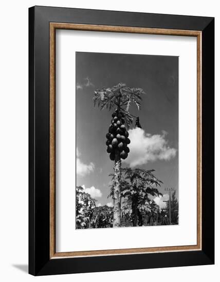 Papaya Tree-Evans-Framed Photographic Print