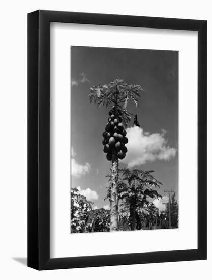 Papaya Tree-Evans-Framed Photographic Print