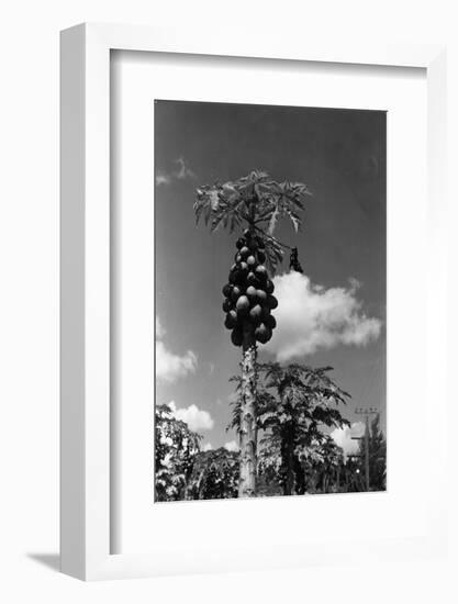 Papaya Tree-Evans-Framed Photographic Print