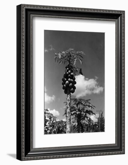 Papaya Tree-Evans-Framed Photographic Print