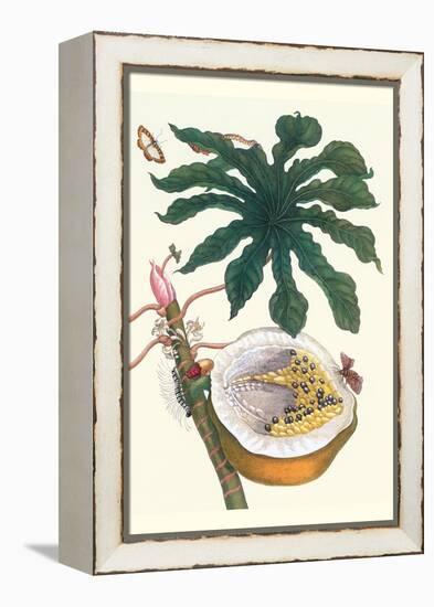 Papaya with Caterpillar, Pupa and Butterfly of the Metalmark Family and a Moth on the Fruit-Maria Sibylla Merian-Framed Stretched Canvas