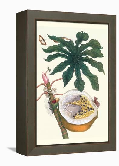 Papaya with Caterpillar, Pupa and Butterfly of the Metalmark Family and a Moth on the Fruit-Maria Sibylla Merian-Framed Stretched Canvas