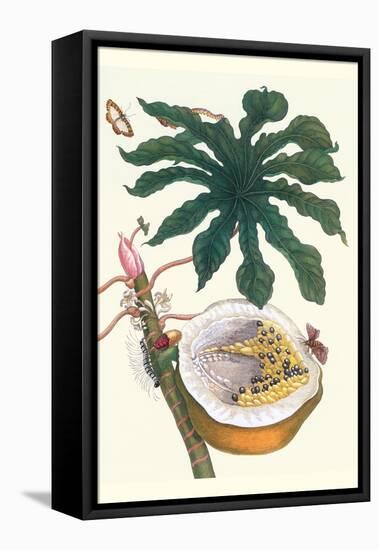 Papaya with Caterpillar, Pupa and Butterfly of the Metalmark Family and a Moth on the Fruit-Maria Sibylla Merian-Framed Stretched Canvas