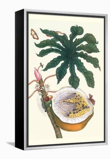 Papaya with Caterpillar, Pupa and Butterfly of the Metalmark Family and a Moth on the Fruit-Maria Sibylla Merian-Framed Stretched Canvas