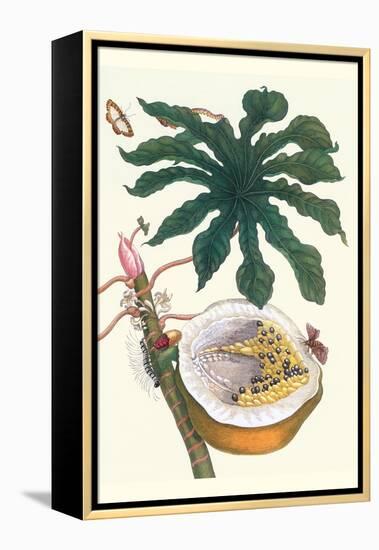 Papaya with Caterpillar, Pupa and Butterfly of the Metalmark Family and a Moth on the Fruit-Maria Sibylla Merian-Framed Stretched Canvas