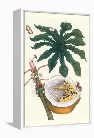 Papaya with Caterpillar, Pupa and Butterfly of the Metalmark Family and a Moth on the Fruit-Maria Sibylla Merian-Framed Stretched Canvas