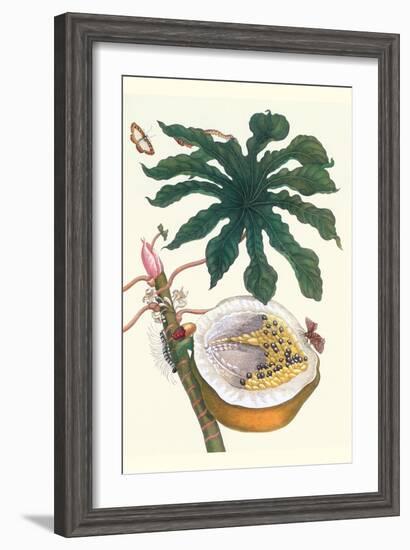 Papaya with Caterpillar, Pupa and Butterfly of the Metalmark Family and a Moth on the Fruit-Maria Sibylla Merian-Framed Art Print