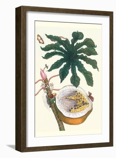 Papaya with Caterpillar, Pupa and Butterfly of the Metalmark Family and a Moth on the Fruit-Maria Sibylla Merian-Framed Art Print