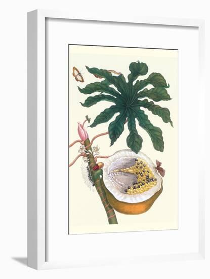 Papaya with Caterpillar, Pupa and Butterfly of the Metalmark Family and a Moth on the Fruit-Maria Sibylla Merian-Framed Art Print