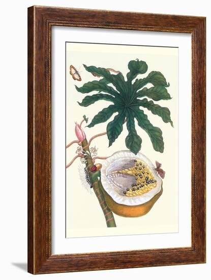 Papaya with Caterpillar, Pupa and Butterfly of the Metalmark Family and a Moth on the Fruit-Maria Sibylla Merian-Framed Art Print