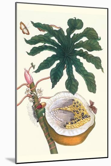 Papaya with Caterpillar, Pupa and Butterfly of the Metalmark Family and a Moth on the Fruit-Maria Sibylla Merian-Mounted Art Print