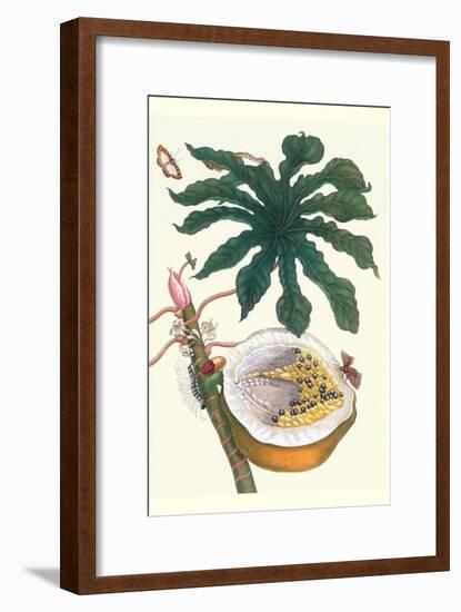 Papaya with Caterpillar, Pupa and Butterfly of the Metalmark Family and a Moth on the Fruit-Maria Sibylla Merian-Framed Art Print