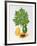 Papaya-Marion Sheehan-Framed Collectable Print