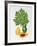 Papaya-Marion Sheehan-Framed Collectable Print