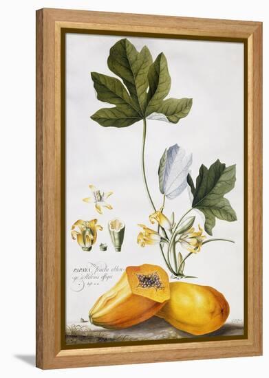 Papaya-Georg Dionysius Ehret-Framed Premier Image Canvas