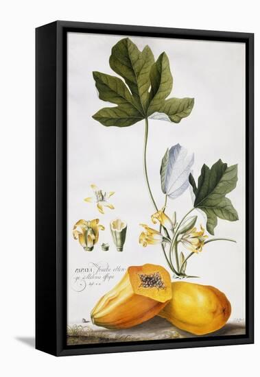 Papaya-Georg Dionysius Ehret-Framed Premier Image Canvas