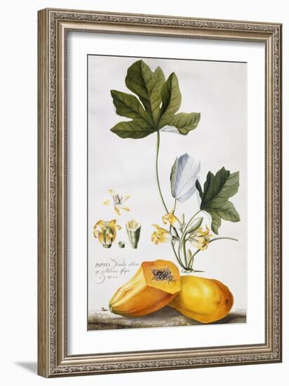 Papaya-Georg Dionysius Ehret-Framed Giclee Print