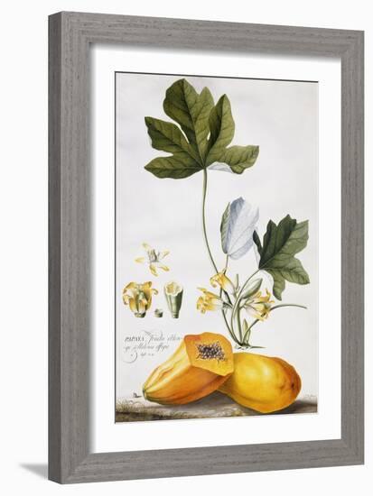 Papaya-Georg Dionysius Ehret-Framed Giclee Print