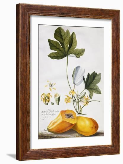 Papaya-Georg Dionysius Ehret-Framed Giclee Print