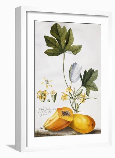 Papaya-Georg Dionysius Ehret-Framed Giclee Print