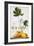 Papaya-Georg Dionysius Ehret-Framed Giclee Print