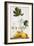 Papaya-Georg Dionysius Ehret-Framed Giclee Print