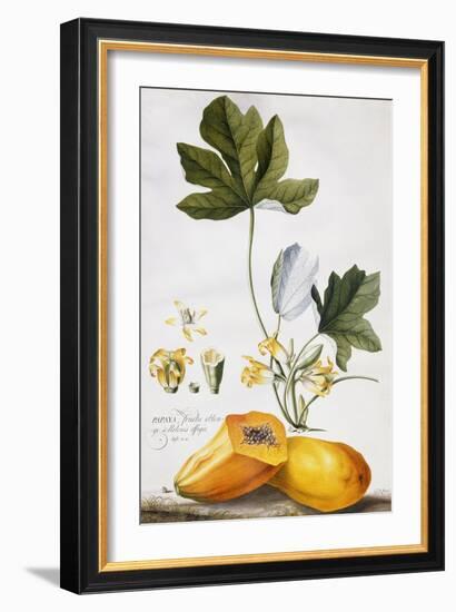 Papaya-Georg Dionysius Ehret-Framed Giclee Print