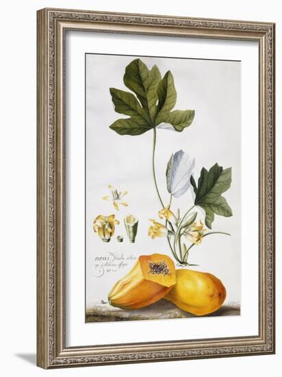 Papaya-Georg Dionysius Ehret-Framed Giclee Print