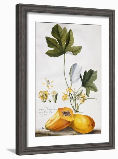 Papaya-Georg Dionysius Ehret-Framed Giclee Print