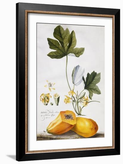 Papaya-Georg Dionysius Ehret-Framed Giclee Print