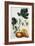 Papaya-Georg Dionysius Ehret-Framed Giclee Print