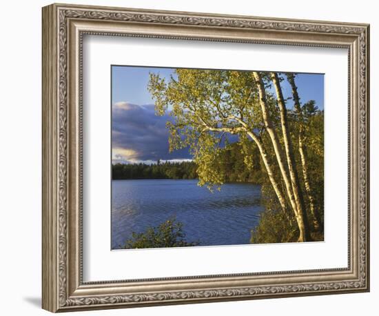 Paper Birch Along Fish Creek Pond at Sunset, New York, USA-Charles Gurche-Framed Photographic Print