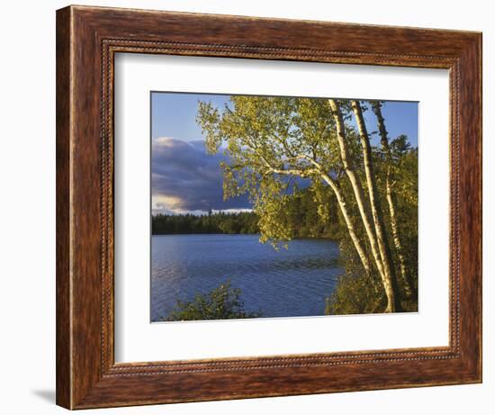 Paper Birch Along Fish Creek Pond at Sunset, New York, USA-Charles Gurche-Framed Photographic Print