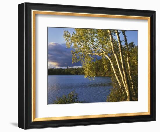 Paper Birch Along Fish Creek Pond at Sunset, New York, USA-Charles Gurche-Framed Photographic Print