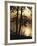 Paper Birch along Square Pond at sunrise, Adirondack Park and Preserve, New York, USA-Charles Gurche-Framed Photographic Print