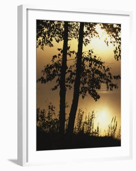 Paper Birch along Square Pond at sunrise, Adirondack Park and Preserve, New York, USA-Charles Gurche-Framed Photographic Print