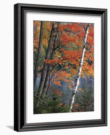 Paper Birch and Red Maple along Heart Lake, Adirondack Park and Preserve, New York, USA-Charles Gurche-Framed Photographic Print