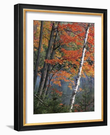 Paper Birch and Red Maple along Heart Lake, Adirondack Park and Preserve, New York, USA-Charles Gurche-Framed Photographic Print