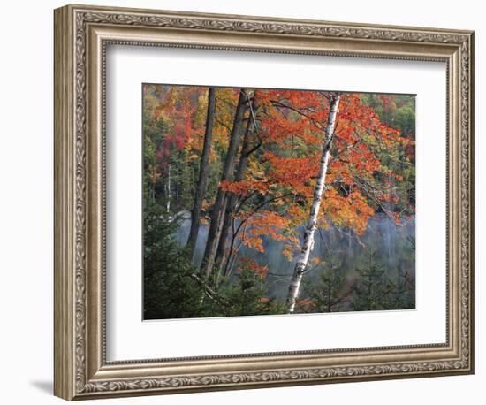 Paper Birch and Red Maple along Heart Lake, Adirondack Park and Preserve, New York, USA-Charles Gurche-Framed Photographic Print