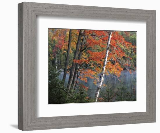 Paper Birch and Red Maple along Heart Lake, Adirondack Park and Preserve, New York, USA-Charles Gurche-Framed Photographic Print