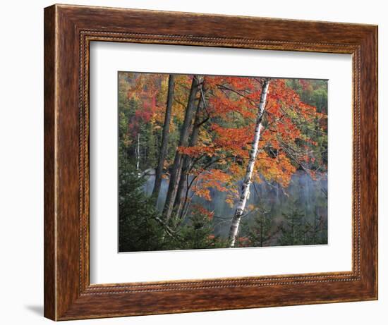 Paper Birch and Red Maple along Heart Lake, Adirondack Park and Preserve, New York, USA-Charles Gurche-Framed Photographic Print