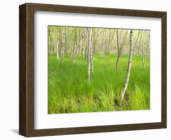 Paper Birch Trees on the Edge of Great Meadow, Near Sieur De Monts Spring, Acadia National Park-Jerry & Marcy Monkman-Framed Photographic Print