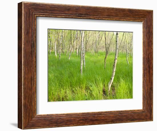 Paper Birch Trees on the Edge of Great Meadow, Near Sieur De Monts Spring, Acadia National Park-Jerry & Marcy Monkman-Framed Photographic Print