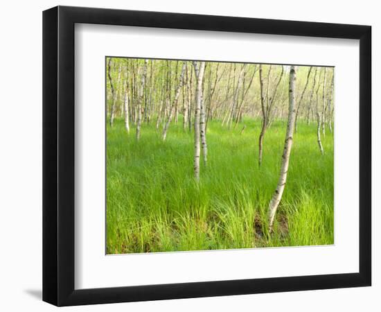 Paper Birch Trees on the Edge of Great Meadow, Near Sieur De Monts Spring, Acadia National Park-Jerry & Marcy Monkman-Framed Photographic Print