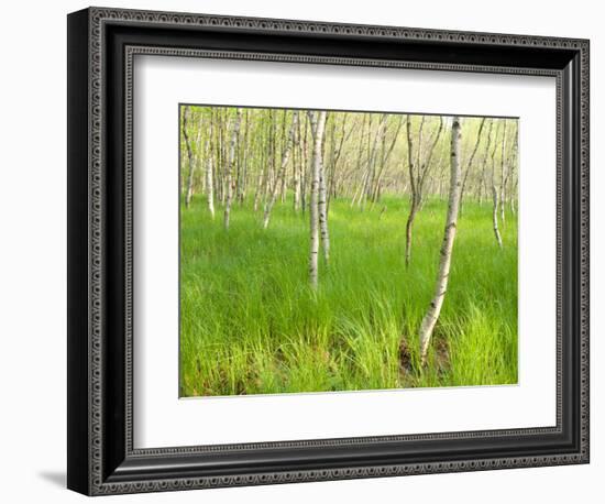 Paper Birch Trees on the Edge of Great Meadow, Near Sieur De Monts Spring, Acadia National Park-Jerry & Marcy Monkman-Framed Photographic Print