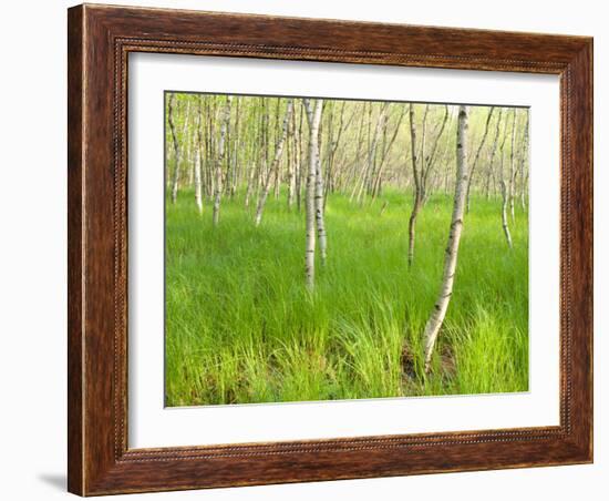 Paper Birch Trees on the Edge of Great Meadow, Near Sieur De Monts Spring, Acadia National Park-Jerry & Marcy Monkman-Framed Photographic Print